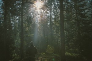 forest-jogger-jogging-4171-824x550